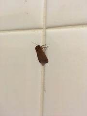 Phragmatobia fuliginosa