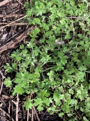 Ranunculus sessiliflorus