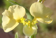 Commelina africana krebsiana