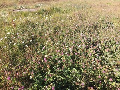 Trifolium pratense