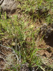 Commelina africana krebsiana