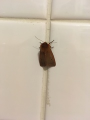 Phragmatobia fuliginosa