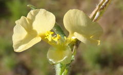 Commelina africana krebsiana