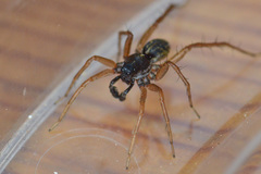 Pardosa fulvipes