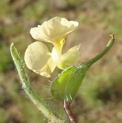 Commelina africana krebsiana