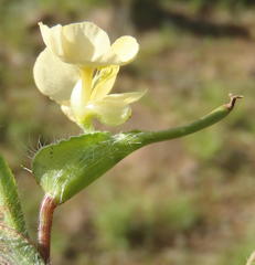 Commelina africana krebsiana