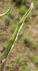 Commelina africana krebsiana