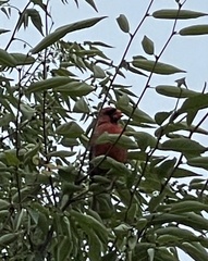 Cardinalis cardinalis