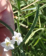 Convolvulus sagittatus