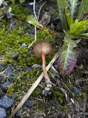 Bonomyces