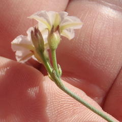 Convolvulus sagittatus