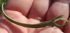 Convolvulus sagittatus