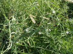 Convolvulus sagittatus
