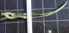 Convolvulus sagittatus