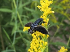 Trichopoda lanipes