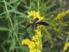 Trichopoda lanipes