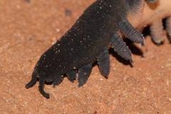 Peripatopsis capensis