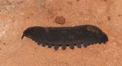 Peripatopsis capensis