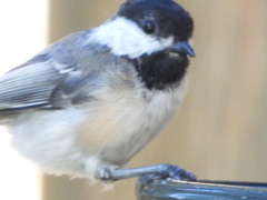 Poecile atricapillus