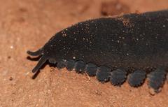 Peripatopsis capensis