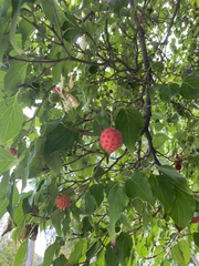 Cornus kousa