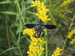 Trichopoda lanipes