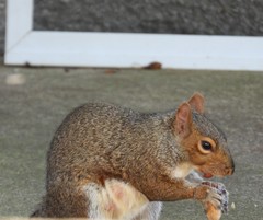 Sciurus carolinensis
