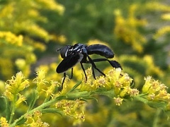 Trichopoda lanipes