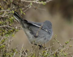 Curruca layardi layardi