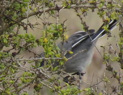 Curruca layardi layardi