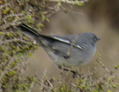 Curruca layardi layardi