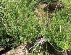 Ipomoea oenotheroides