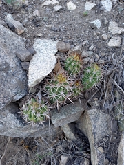 Trichocereus chiloensis chiloensis
