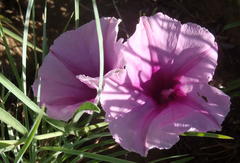Ipomoea oenotheroides