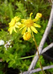 Senecio ilicifolius