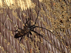 Monochamus maculosus