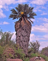 Trithrinax campestris