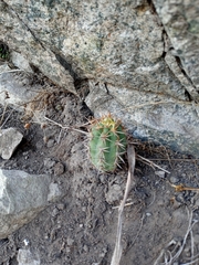 Trichocereus chiloensis chiloensis