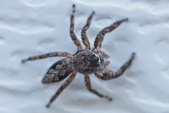 Platycryptus undatus