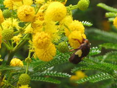 Pedinorrhina trivittata