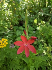 Hesperantha coccinea
