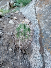 Trichocereus chiloensis chiloensis