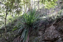 Doryanthes palmeri