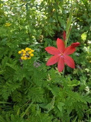 Hesperantha coccinea