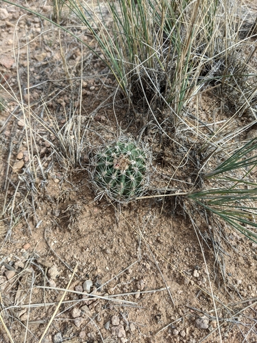 Image of Sclerocactus spinosior by (c) Andrew Dudley, some rights reserved (CC BY)