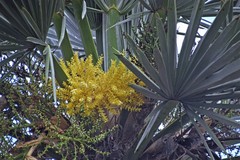 Trithrinax campestris