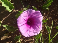 Ipomoea oblongata