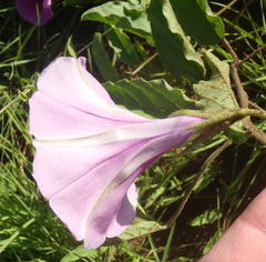 Ipomoea oblongata