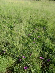 Ipomoea oblongata