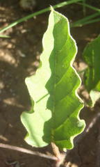 Ipomoea oblongata